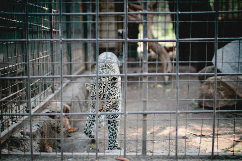 musée vivant, burundi zoo