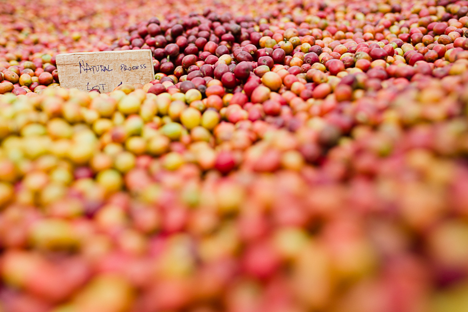sun dried naturals, honey naturals, long miles coffee project, coffee harvest