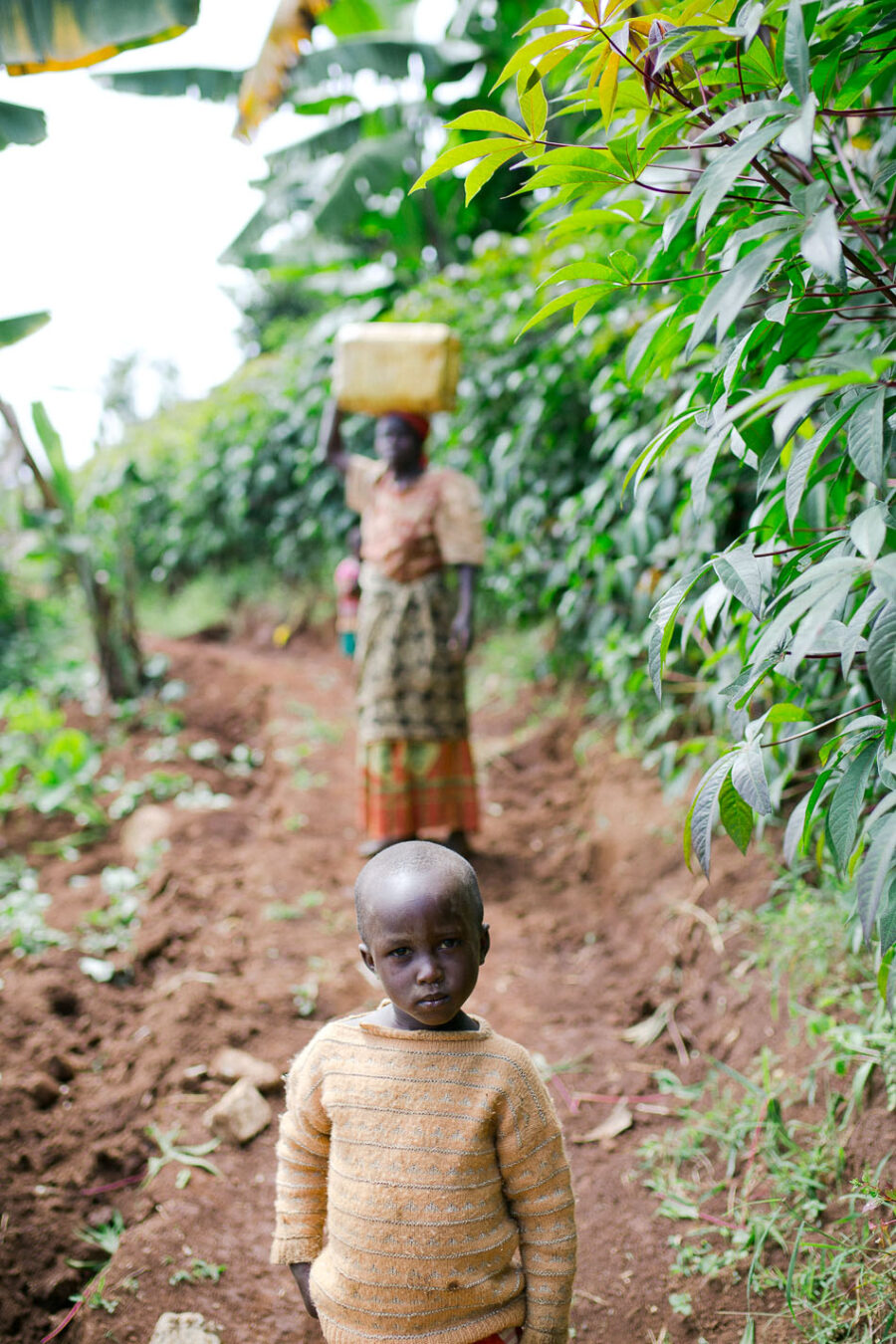 coffee harvest, coffee cherries, long miles coffee project, coffee washing station