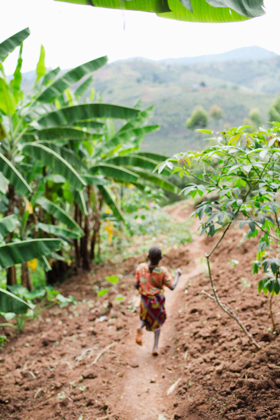 coffee harvest, coffee cherries, long miles coffee project, coffee washing station