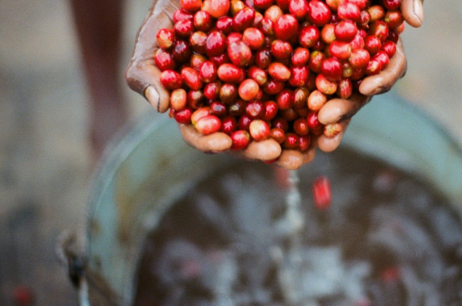 coffee cherries, coffee seed, coffee tree, long miles coffee project, coffee harvest, burundi coffee