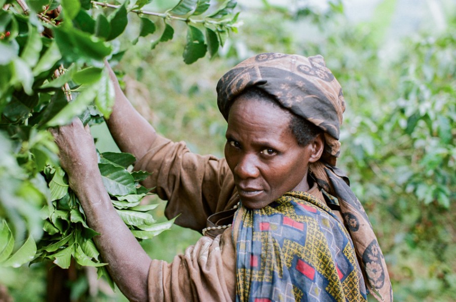 coffee cherries, coffee seed, coffee tree, long miles coffee project, coffee harvest, burundi coffee