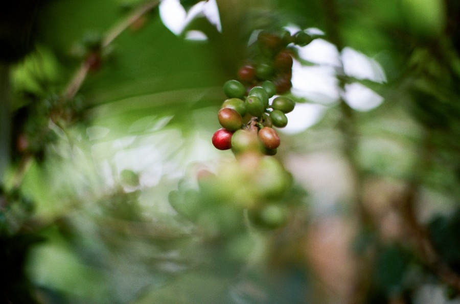 coffee cherries, coffee seed, coffee tree, long miles coffee project, coffee harvest