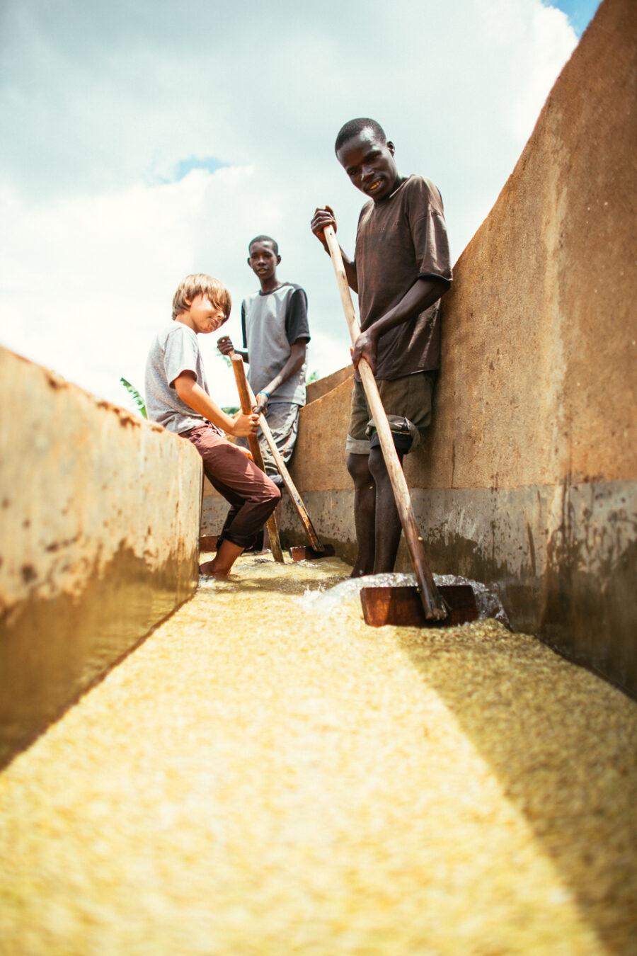 coffee cherries, coffee seed, coffee tree, long miles coffee project, coffee harvest, burundi coffee