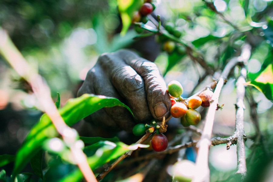 coffee cherries, coffee seed, coffee tree, long miles coffee project, coffee harvest, burundi coffee