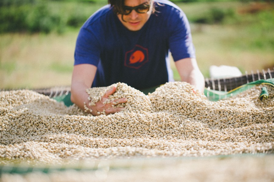 coffee cherries, coffee seed, coffee tree, long miles coffee project, coffee harvest, burundi coffee