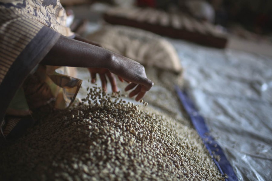 long miles coffee project, burundi coffee, hand sorting coffee