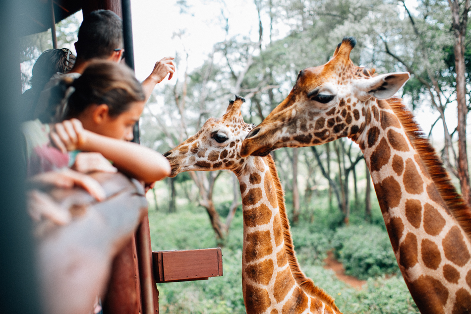 long miles coffee project, things to do with kids in nairobi, fun things to do in nairobi, nairobi game park, elephant orphanage, nairobi giraffe center