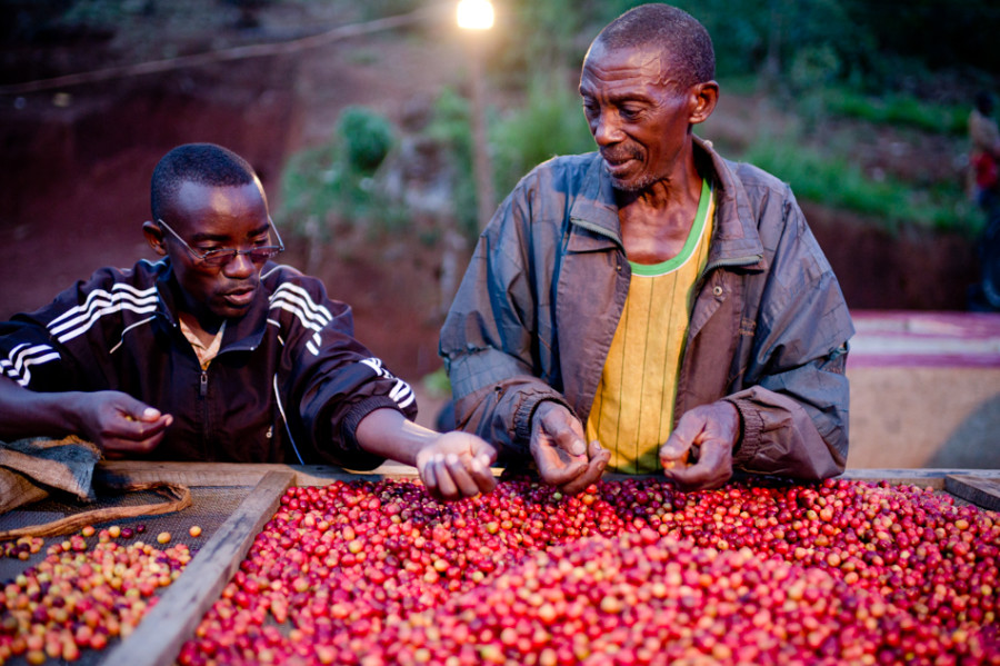 Antestia bug, Burundi coffee bug, Long Miles Coffee, Potato defect