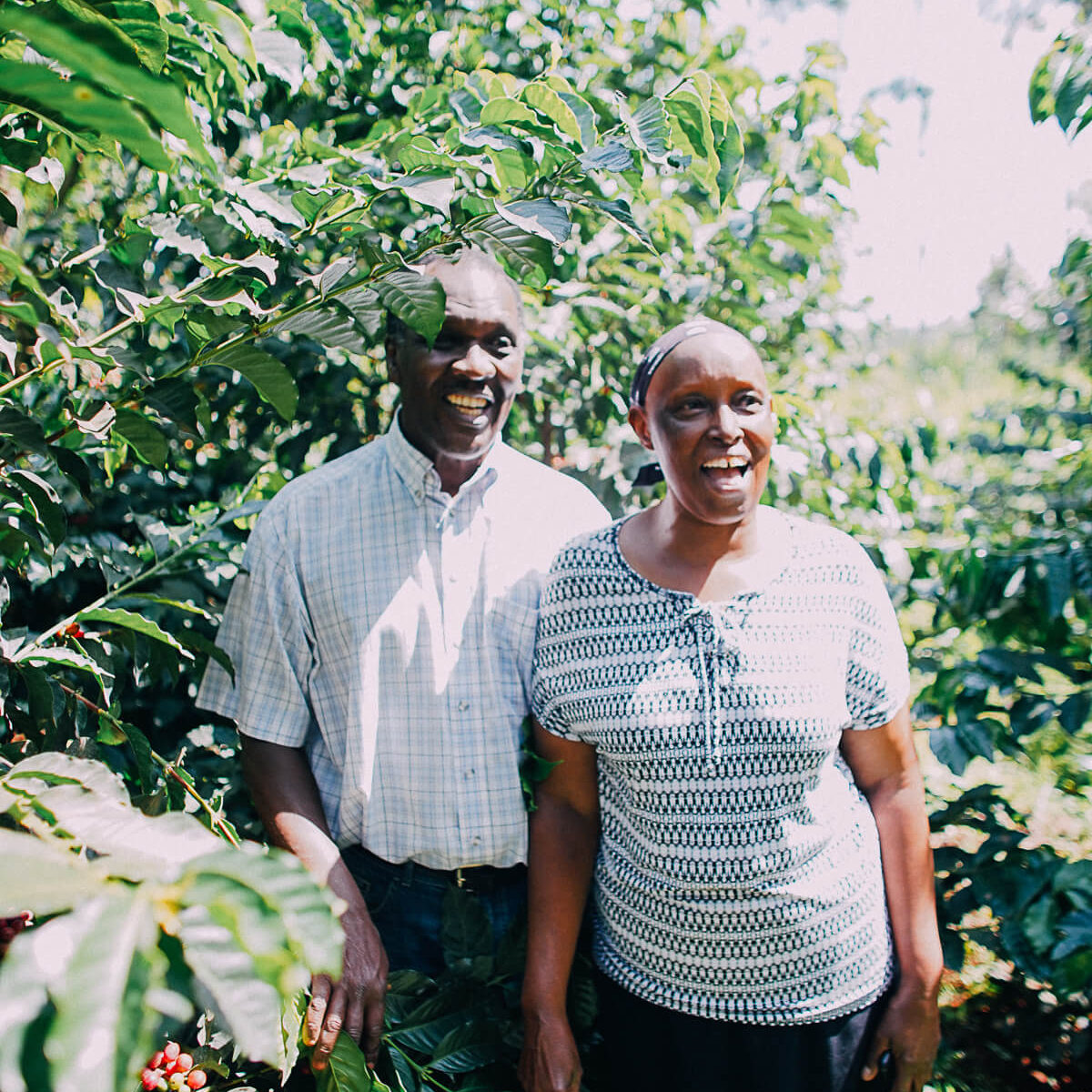 A couple standing among coffee trees on a coffee farm in Kenya