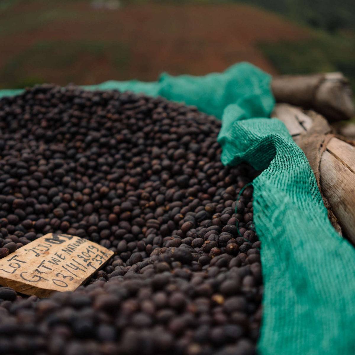 Close-up shot of natural processed coffee parchment