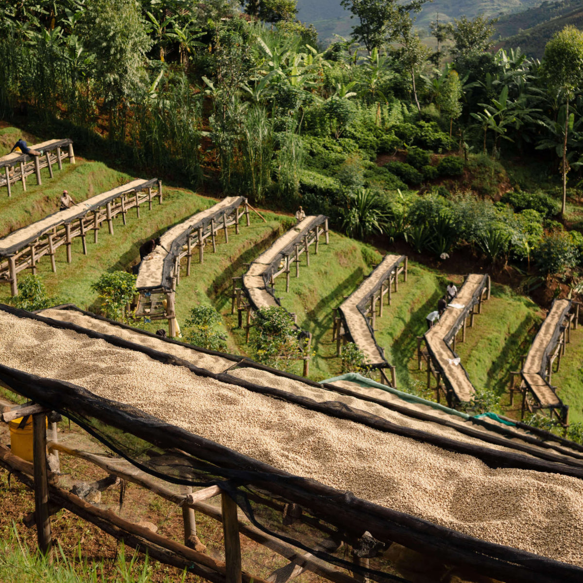 Fully Washed processed coffees on drying tables at the Long Miles Coffee Washing Station